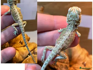 Bearded Dragon reptiles Baby Bearded Dragons For Sale! - Advert 5