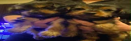 Yorkshire Terrier dogs for sale: yorkshire terrier puppies  - Advert 9