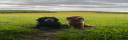Cocker Spaniel dogs for sale: Two amazing cockers for new home  in Falmouth - Advert 7