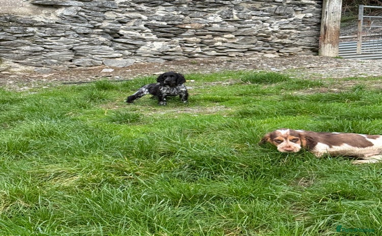 Cocker Spaniel dogs - Advert 11