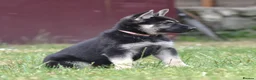 German Shepherd dogs for sale: ⭐ Rare East European Shepherd Puppies UK - Advert 14