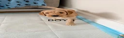 Cockapoo dogs for sale: Beautiful F2 Cockapoo Puppies in Birmingham - Advert 15