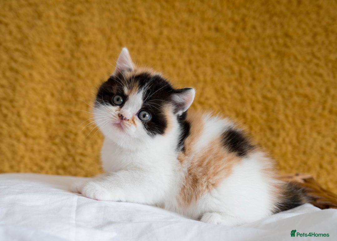 British Shorthair cats for sale: Stunning British Shorthair kittens - rare colours - Image 22