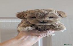 Maltipoo dogs for sale: Petite Maltipoos fully genetic health tested  - Image 14