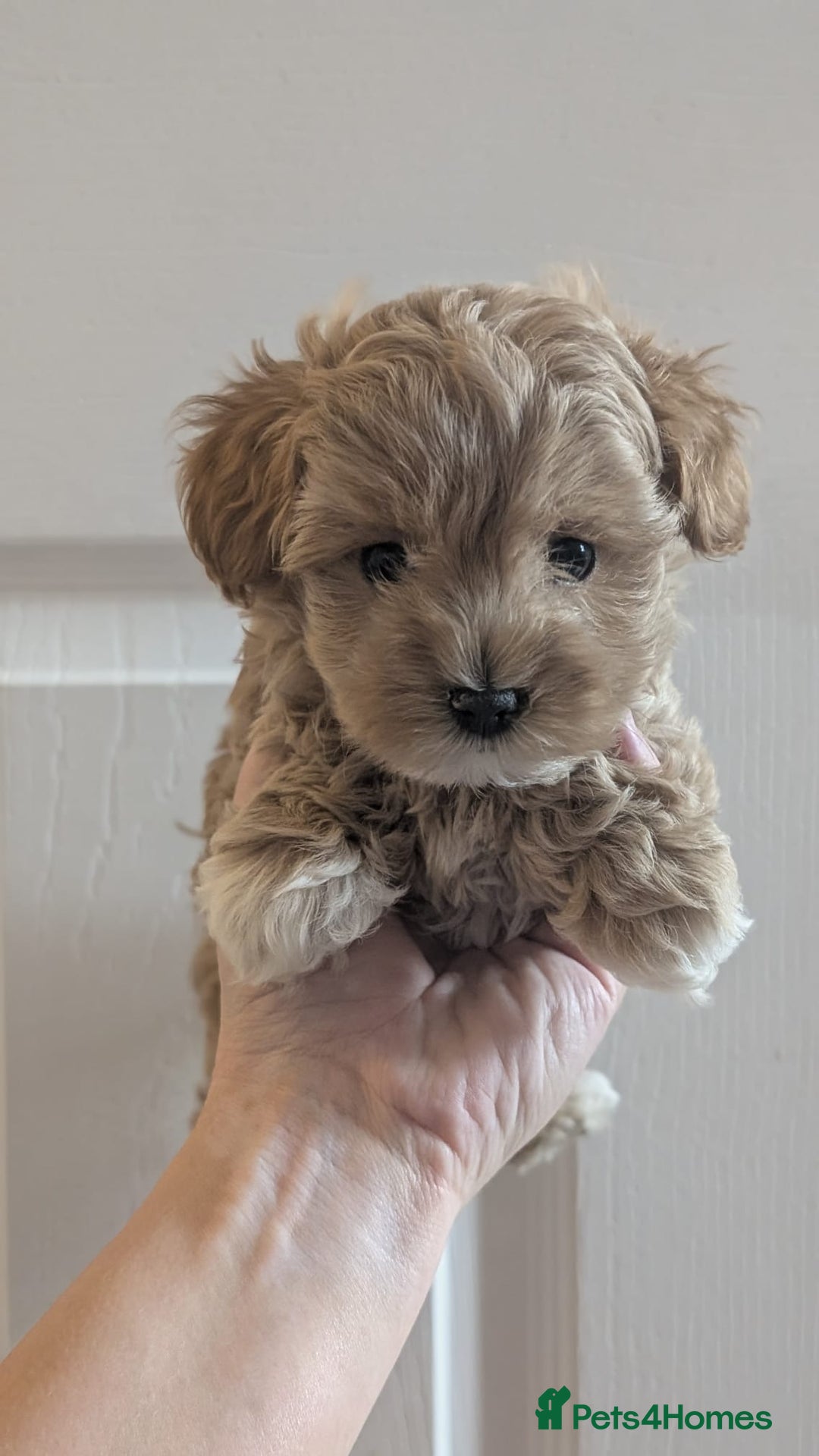 Maltipoo dogs for sale: Petite Maltipoos fully genetic health tested  - Image 14