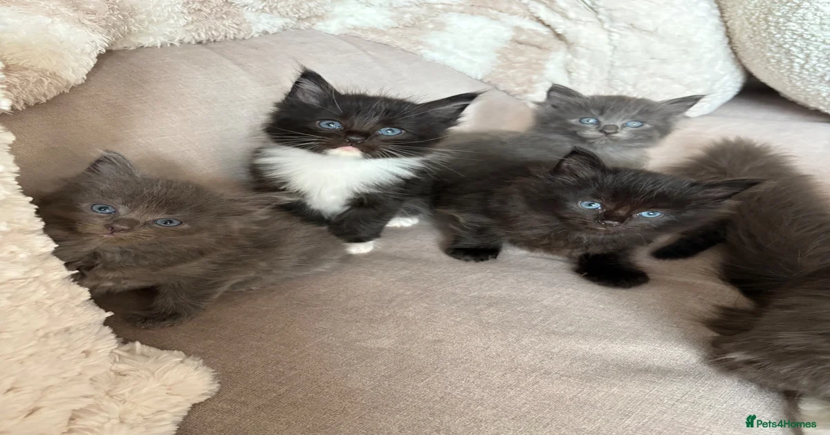Mixed Breed Kittens for sale in Bathgate, West Lothian | Pets4Homes
