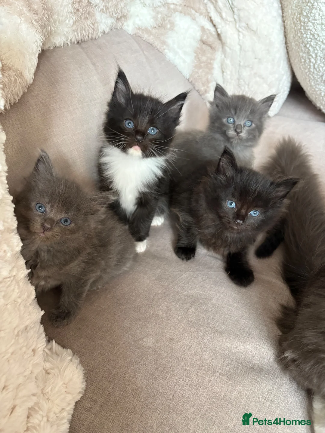 Mixed Breed cats for sale: Mainecoon cross kittens  - Advert 1