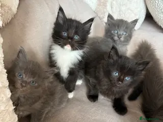Mixed Breed cats Mainecoon cross kittens - Advert 1