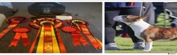 English Bull Terrier dogs for sale: KC Health Tested, UK Champion Lines,  - Advert 11