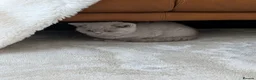 British Shorthair cats for sale: GCCF Registered Kittens  - Advert 7