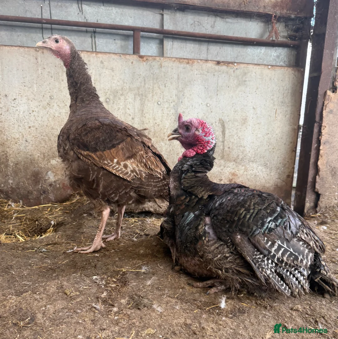 Turkeys poultry for sale: 2 x Pairs of 1 Year Old Turkeys  - Advert 1