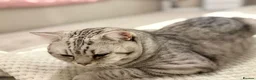 British Shorthair cats for stud: ⭐️Exquisite⭐️Champagne Shaded Chinchilla Pure BSH - Advert 7