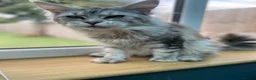 Maine Coon cats for sale: 1 Year Old Stunning Active Maine Coon Girl 🩷 - Advert 5