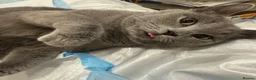British Shorthair cats for sale: British Shorthair Kitten  - Advert 15