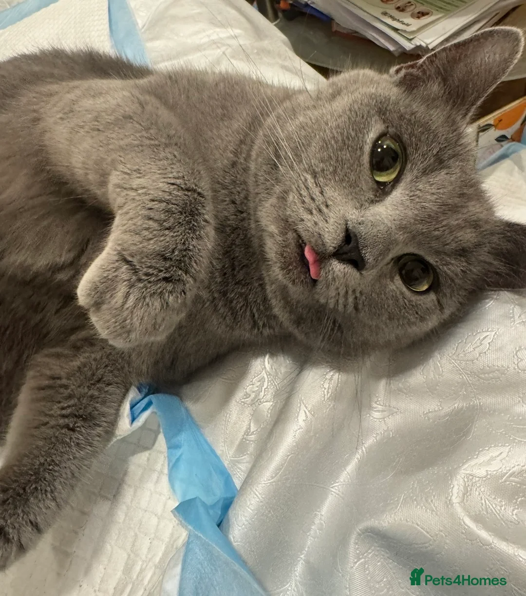 British Shorthair cats for sale: British Shorthair Kitten  - Advert 15