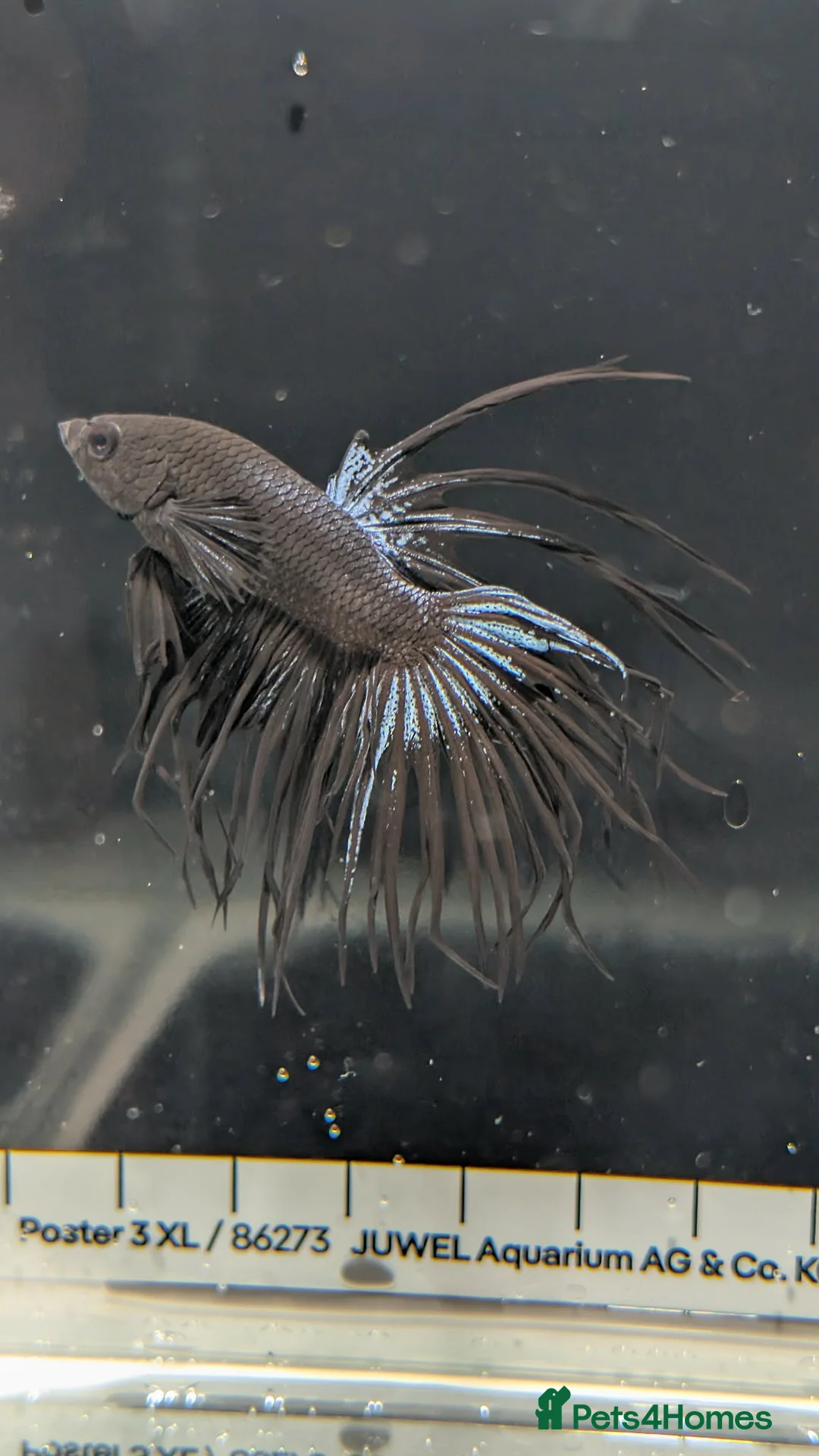 Bettas fish for sale: Bettas - Advert 1