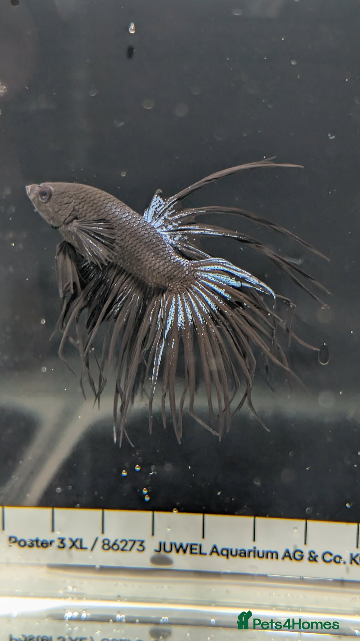 Bettas fish for sale: Bettas - Advert 2