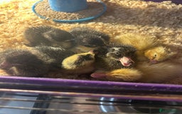 Ducks poultry for sale: Indian runner ducklings  - Image 1