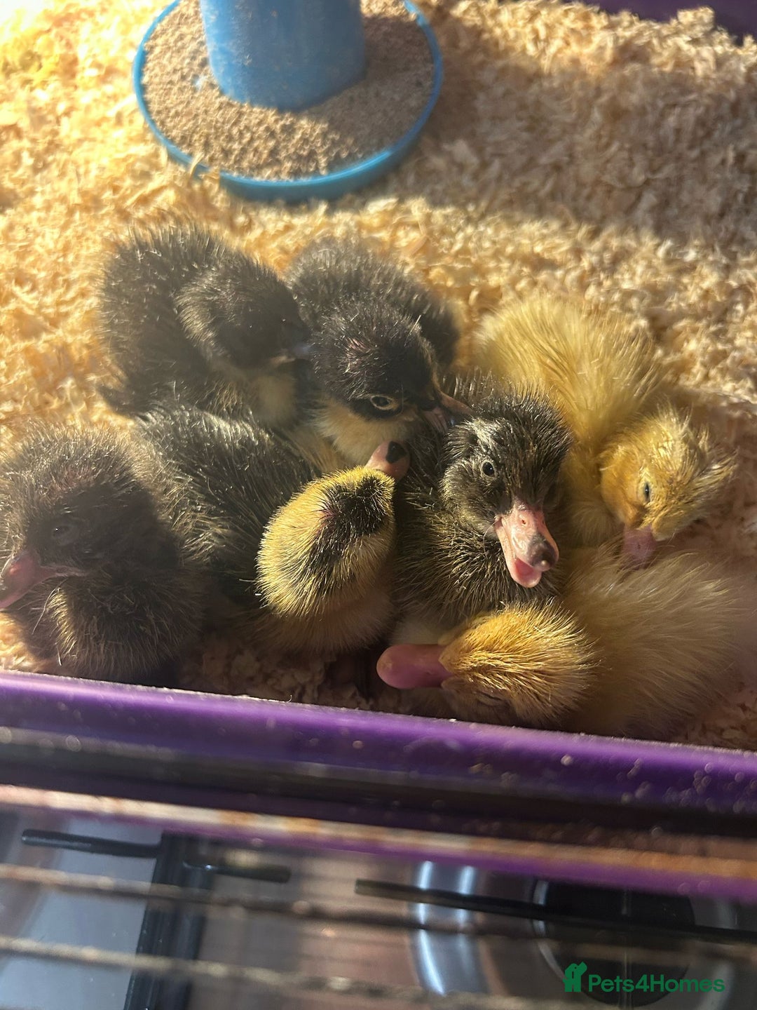 Ducks poultry for sale: Indian runner ducklings  - Image 1