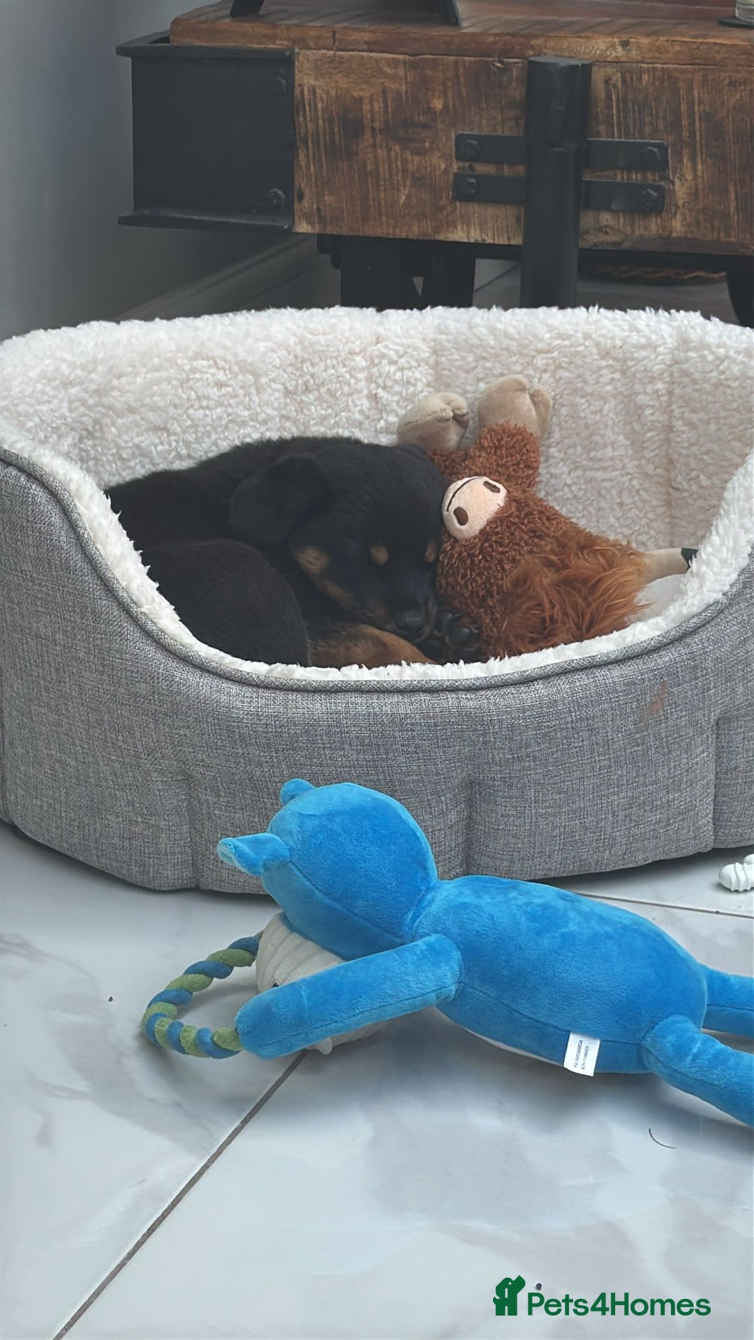 Rottweiler dogs for sale: 12 week old Rottweiler puppy - Image 3