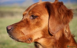 Golden Retriever dogs for sale: Dark Red Kc Registered Golden Retriever Puppies - Image 35