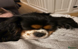 Cavalier King Charles Spaniel dogs for sale: 2 Female King Charles Cavaliers   - Advert 12