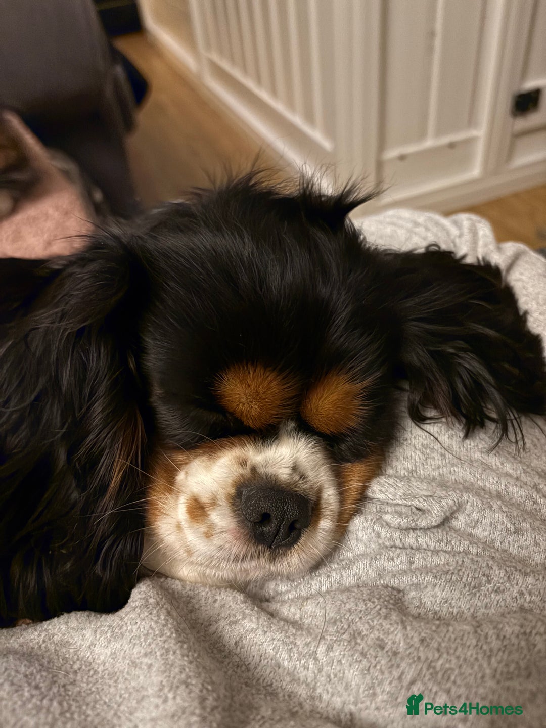 Cavalier King Charles Spaniel dogs for sale: 2 Female King Charles Cavaliers   - Advert 12