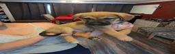 Mixed Breed dogs for sale: German shephard mastiff puppies for sale  - Advert 9