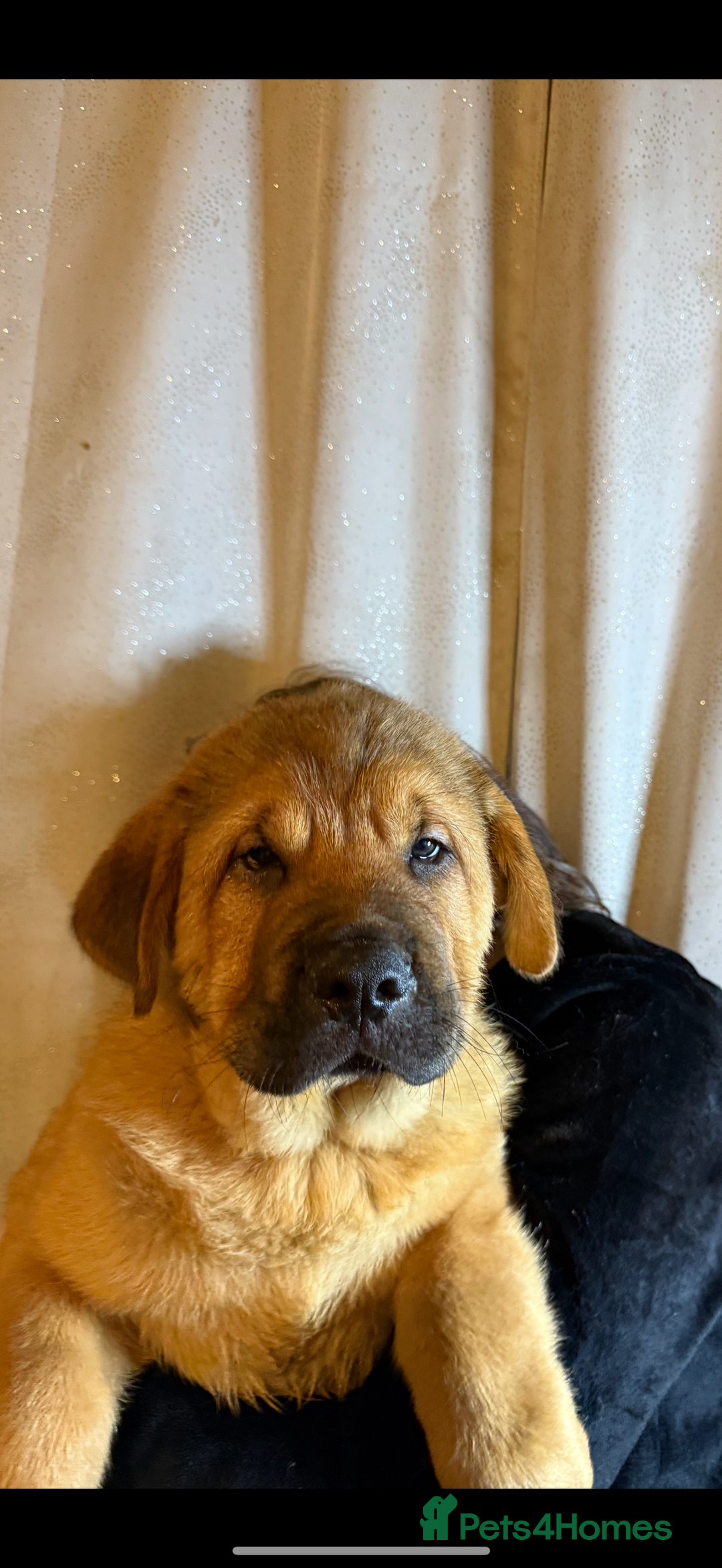 Mixed Breed dogs for sale: Beautiful chow x Newfoundland puppies - Advert 13