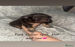 French Bulldog dogs for sale: Visual Fluffy French Bulldog - Image 4