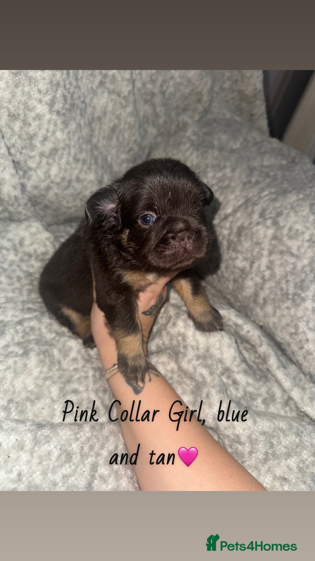 French Bulldog dogs for sale: Visual Fluffy French Bulldog - Image 4