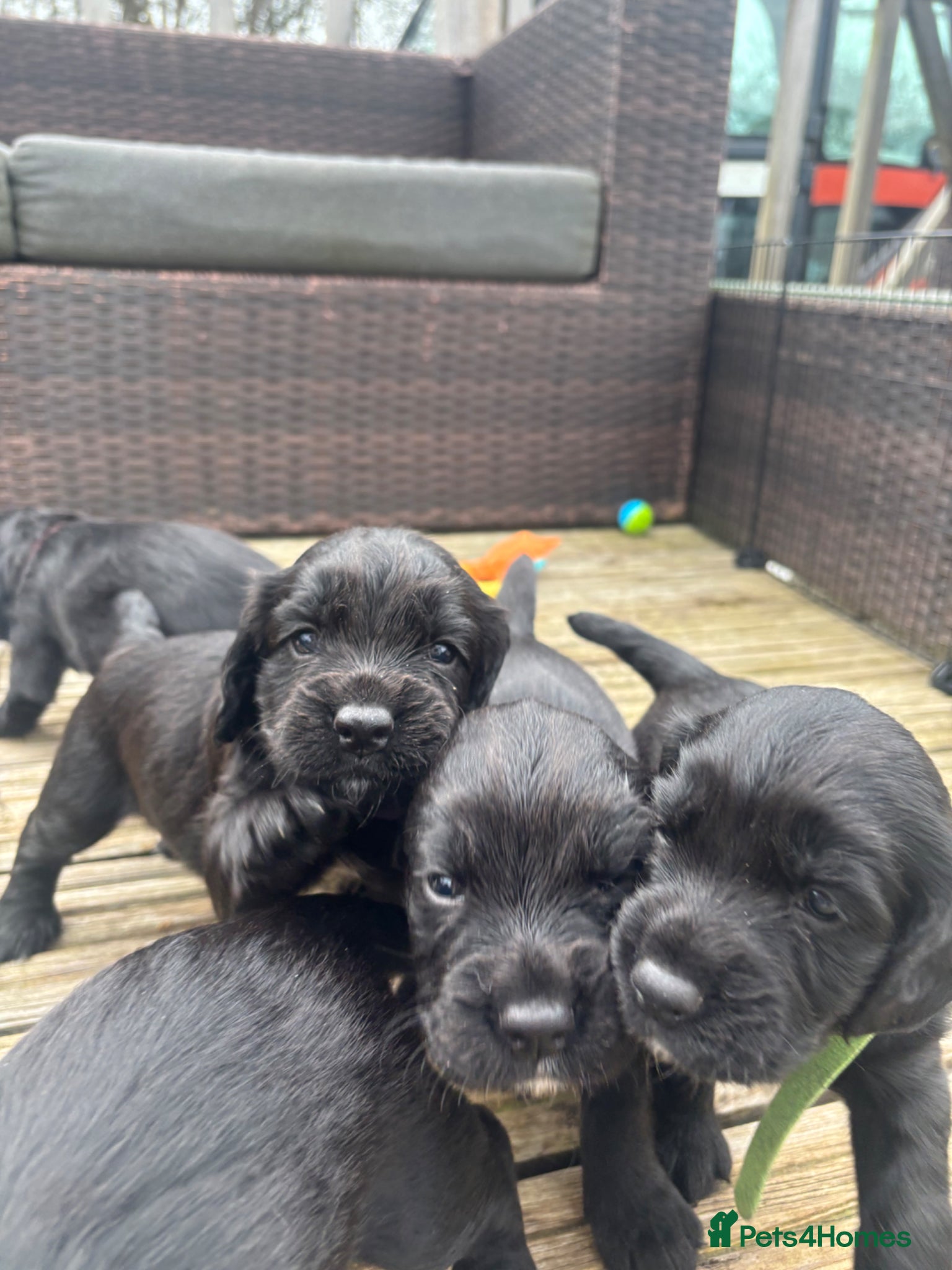 Sprocker dogs Black Sprocker Spaniel Puppies – Working Parents - Advert 2