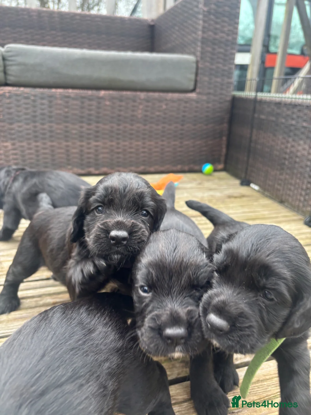 Sprocker dogs for sale: Black Sprocker Spaniel Puppies – Working Parents in Nuneaton - Advert 2