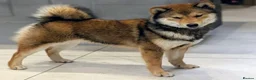 Japanese Shiba Inu dogs for sale: Health tested champion bloodline small size Shiba  - Advert 2