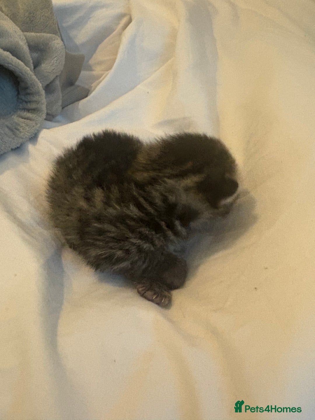 Scottish Fold cats for sale: Rare Scottish Fold - Nebelung Kittens in Liverpool - Advert 8