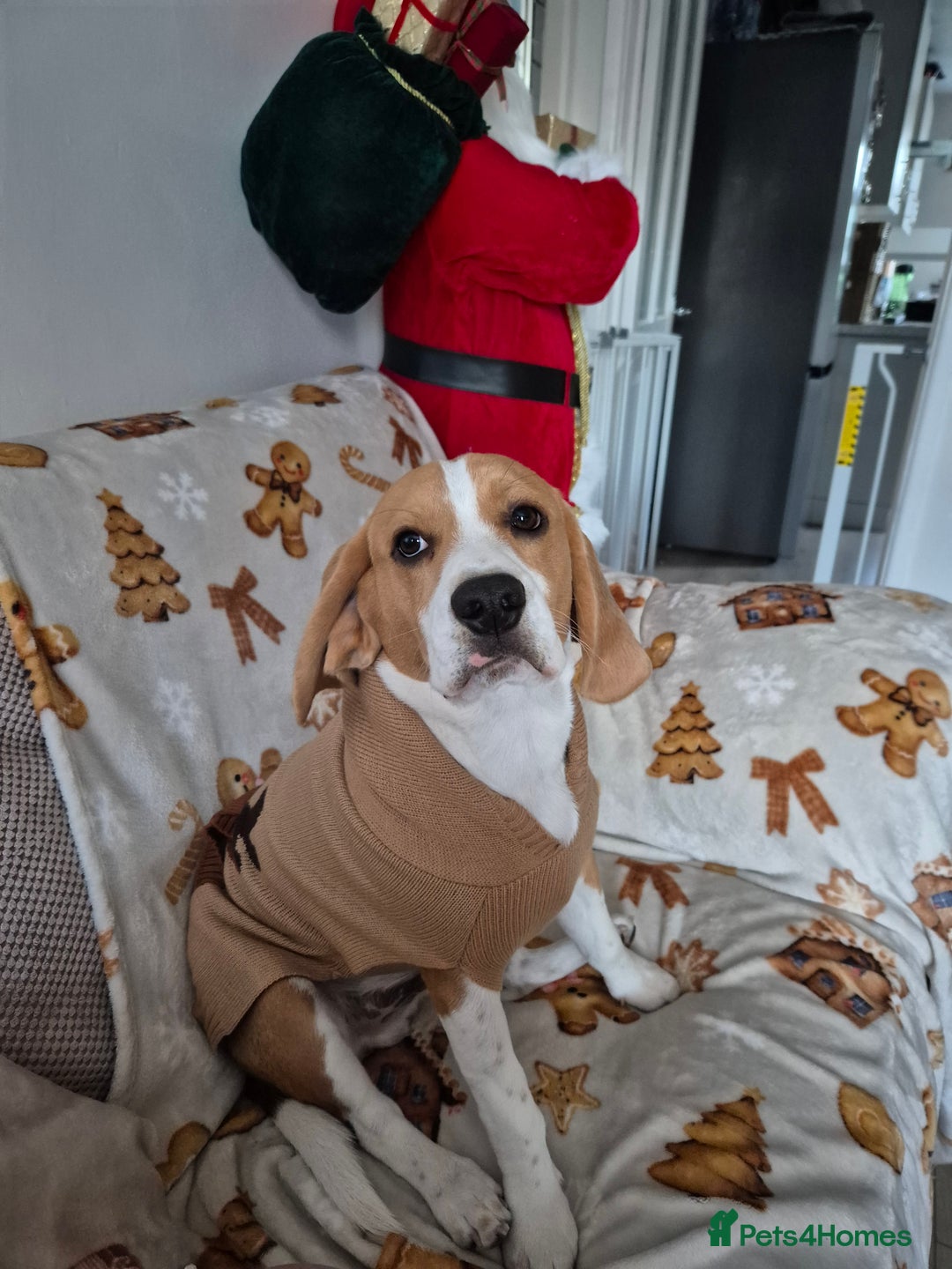 Beagle dogs for sale: Looking for a new loving family 10 mouths beagle  - Advert 16