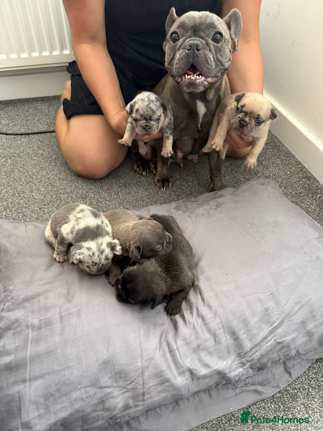 French Bulldog dogs for sale: French bulldog - Image 3