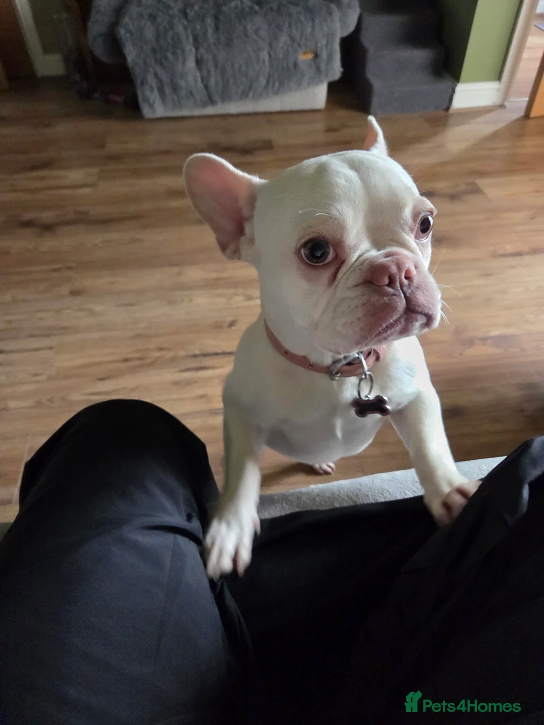 French Bulldog dogs for sale: White French Bulldog puppy in Barnsley - Advert 2