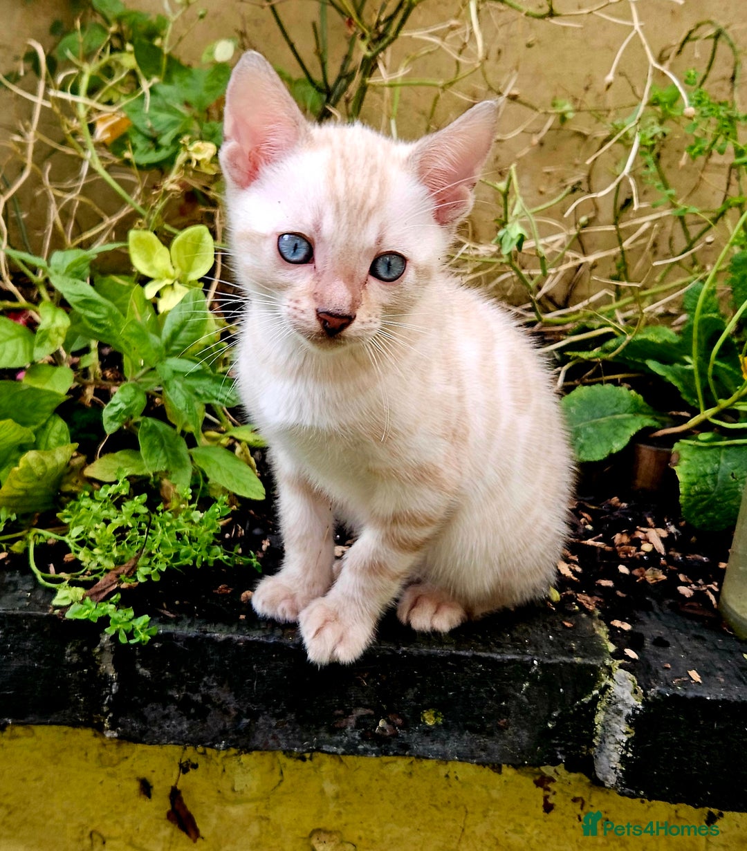 Bengal cats for sale: Bengal kittens  - Advert 7