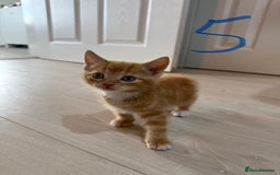Mixed Breed cats for sale: 5 bsh mixed kittens ready  - Image 14