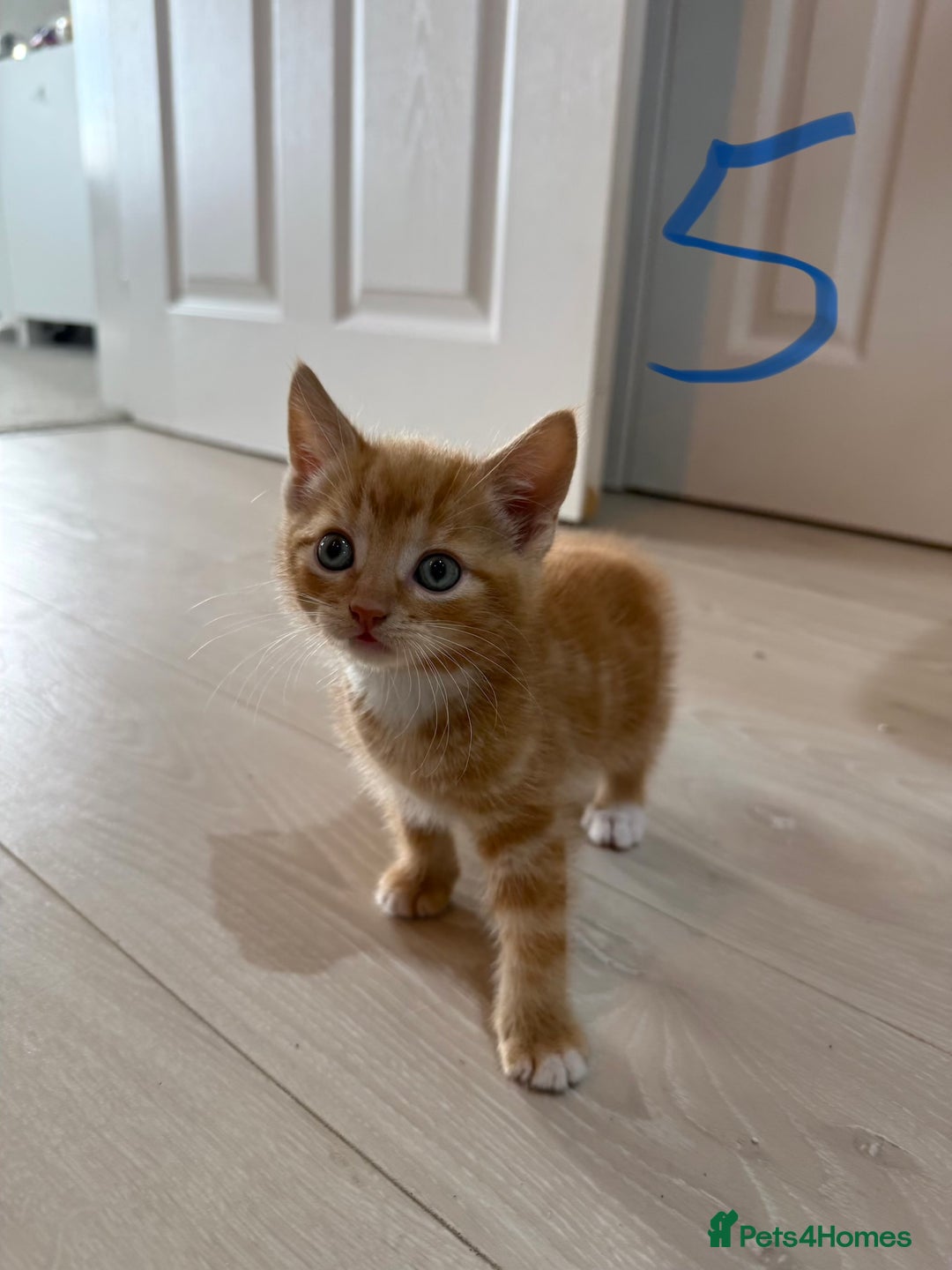 Mixed Breed cats for sale: 5 bsh mixed kittens ready  - Image 14
