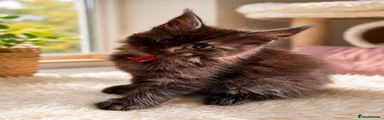 Red collar