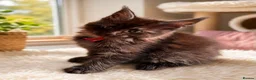 Maine Coon cats for sale: Gorgeous Reg. Maine Coon kittens from HEALTH TESTE - Advert 5