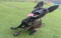 Belgian Shepherd Dog dogs for adoption: RAY - YOUNG MALE DUTCH SHEPHERD  - Image 4