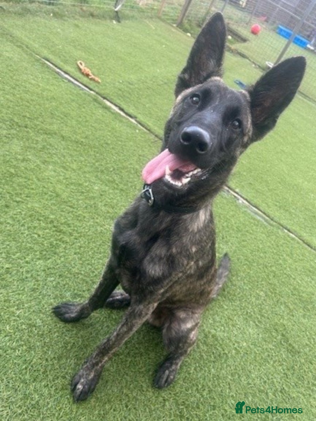 Belgian Shepherd Dog dogs for adoption: RAY - YOUNG MALE DUTCH SHEPHERD  - Image 4