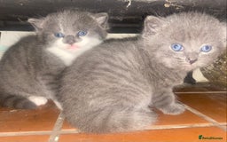 Mixed Breed cats for sale: Cute Fluffy Kittens  - Image 4