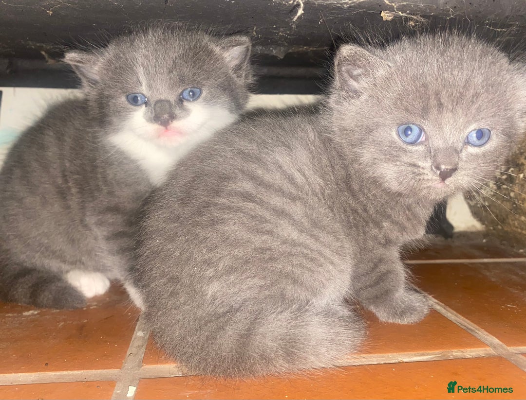 Mixed Breed cats for sale: Cute Fluffy Kittens  - Image 4