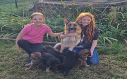 German Shepherd dogs for sale: KC reg German Shepherd Puppies - Family dogs - Image 7
