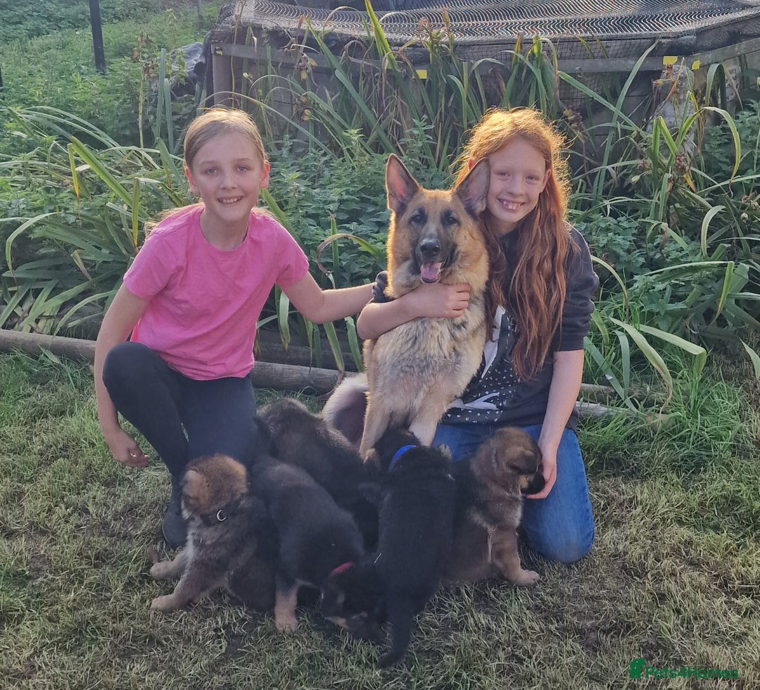 German Shepherd dogs for sale: KC reg German Shepherd Puppies - Family dogs - Image 7
