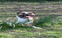Mixed Breed dogs for sale: Bodhi - 2 Year Old AmBull X - Image 11